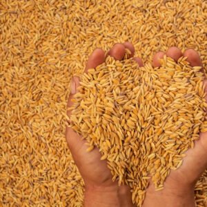 Barley Manufacturer and Exporter in India