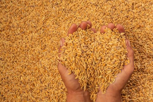 Barley Manufacturer and Exporter in India
