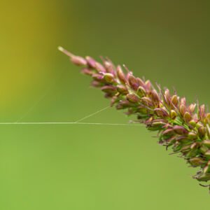 Is Bajra a Monocot or a Dicot Plant?