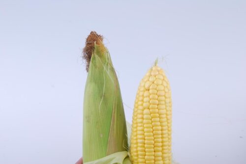 Is Maize Dioecious or Monoecious?