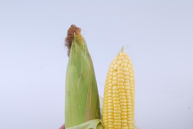 Is Maize Dioecious or Monoecious?