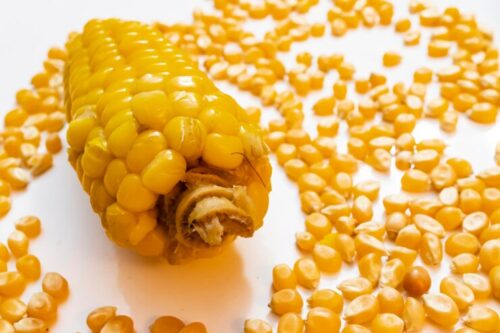 Difference Between Maize and Corn​
